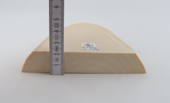 White mammoth ivory segment