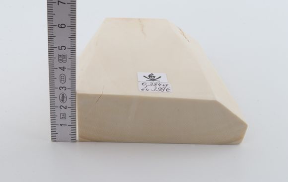 White mammoth ivory segment
