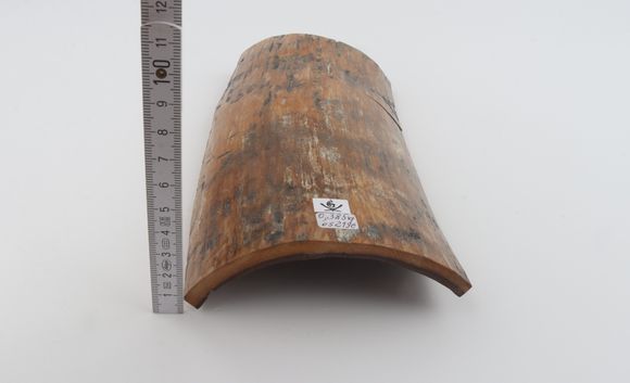 Brown-mustard mammoth bark
