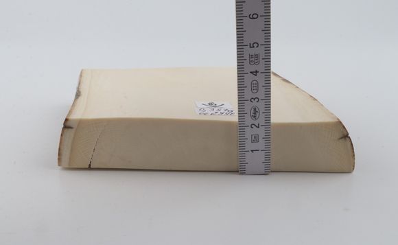 White mammoth ivory segment