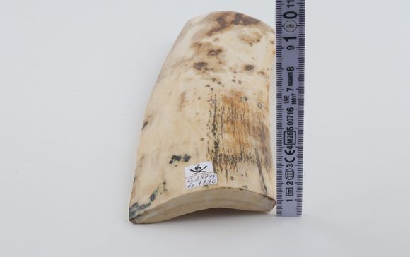 Natural mammoth bark