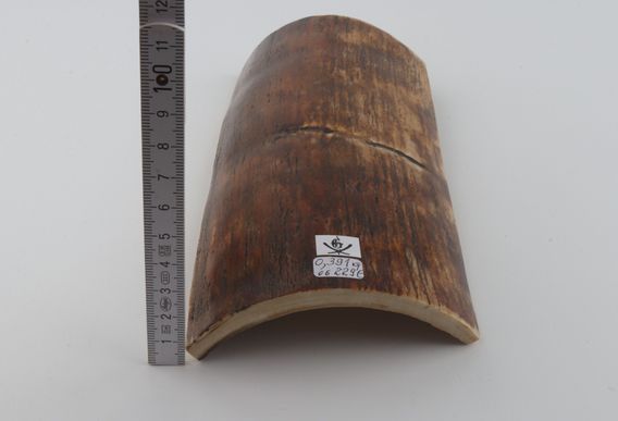 Brown-orange mammoth bark