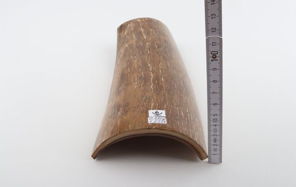 Beige mammoth bark