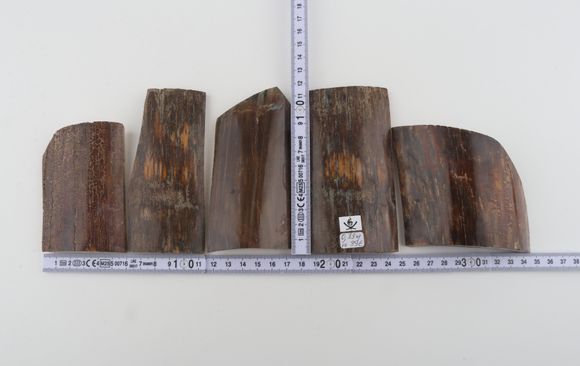 Brown mammoth bark pieces