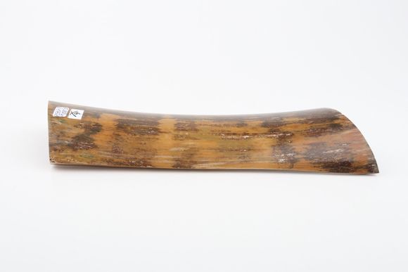 Brown-mustard mammoth bark