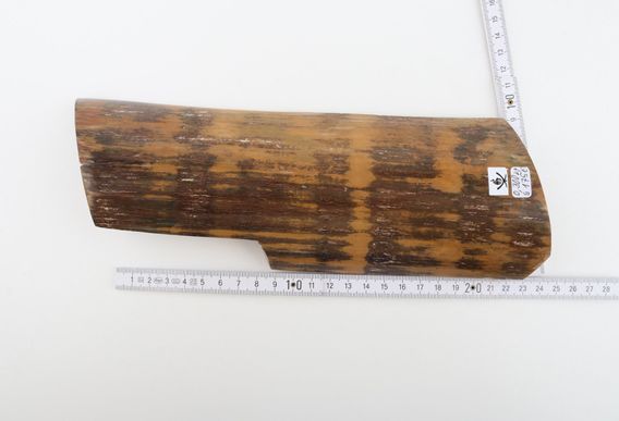 Brown-mustard mammoth bark