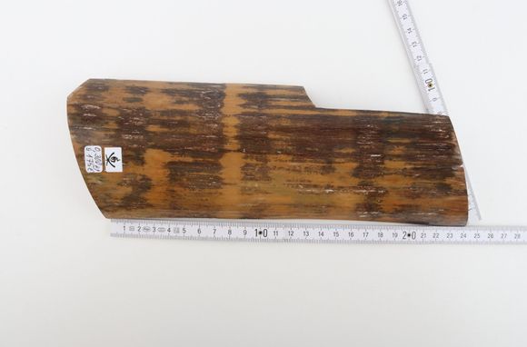 Brown-mustard mammoth bark