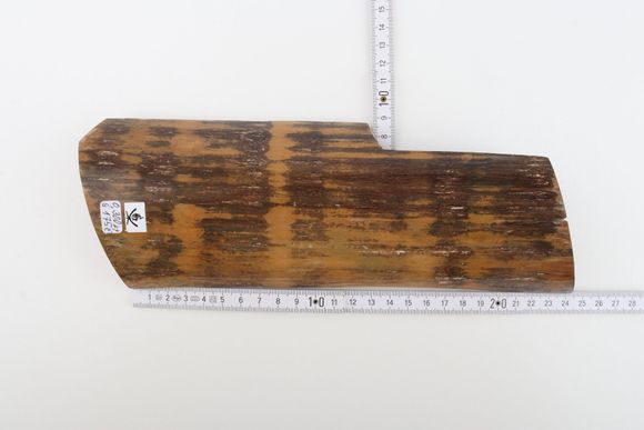 Brown-mustard mammoth bark