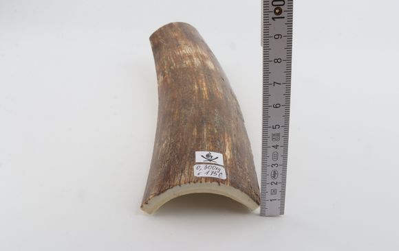 Brown mammoth bark