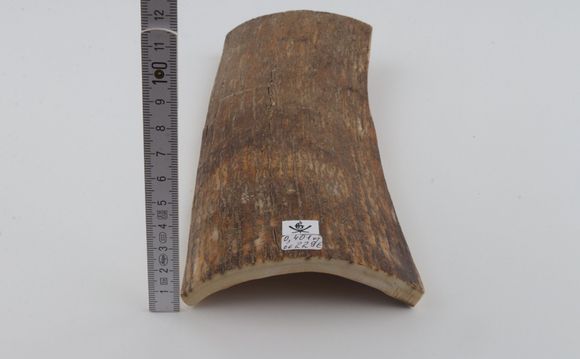 Beige mammoth bark
