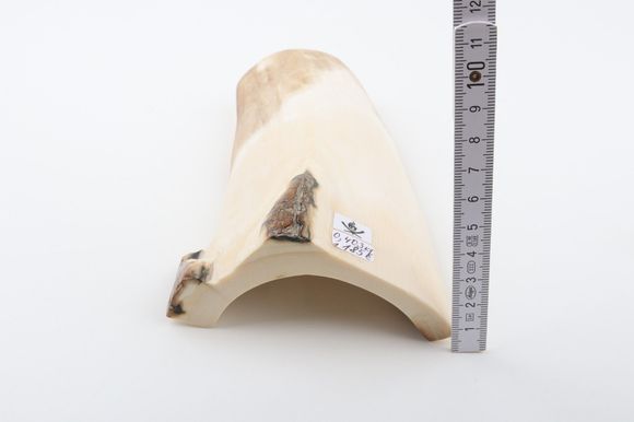 Natural mammoth ivory piece 