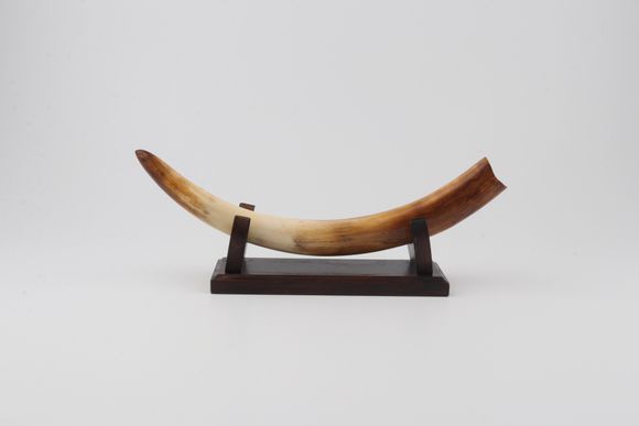 Restored mammoth tusk