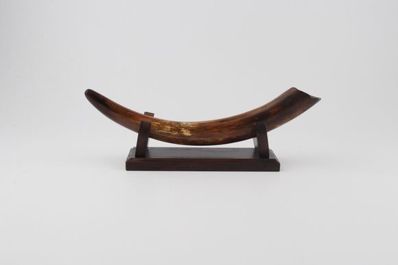 Restored woolly mammoth tusk