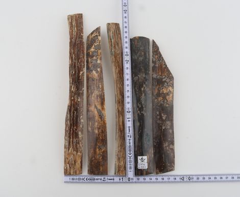 Natural woolly mammoth bark pieces