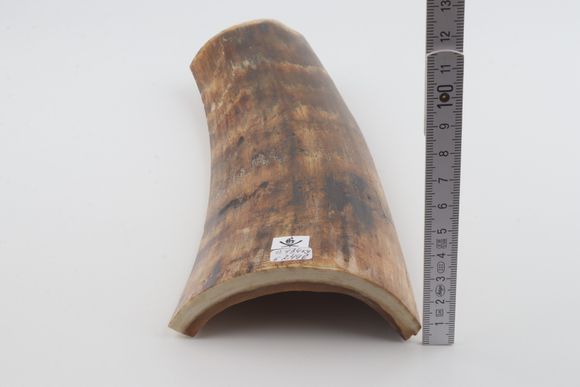 Brown-yellow mammoth bark 