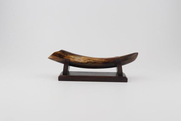 Restore mammoth tusk tip