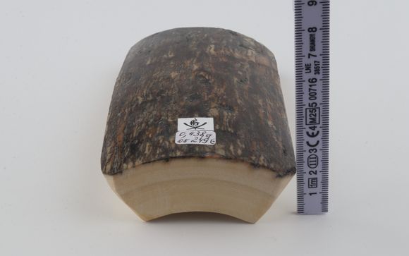 Brown-grey mammoth bark