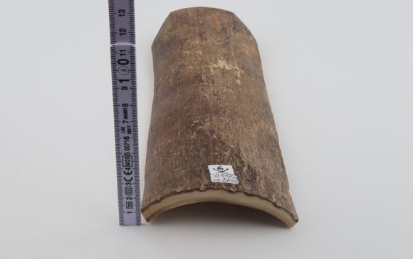 Beige mammoth bark