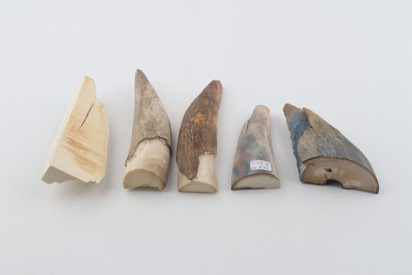 Raw mammoth ivory offcuts
