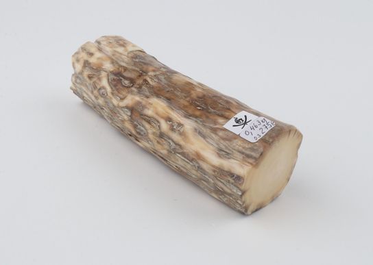 Round mammoth tusk piece