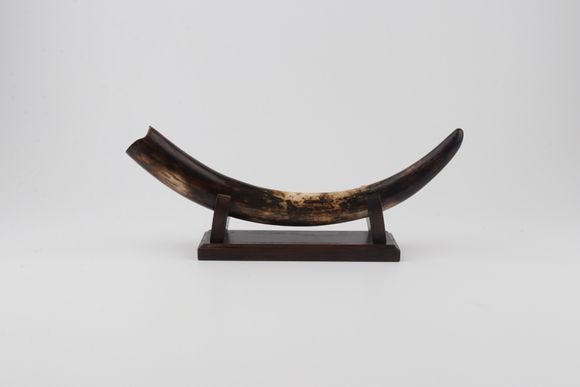 Restored woolly mammoth tusk