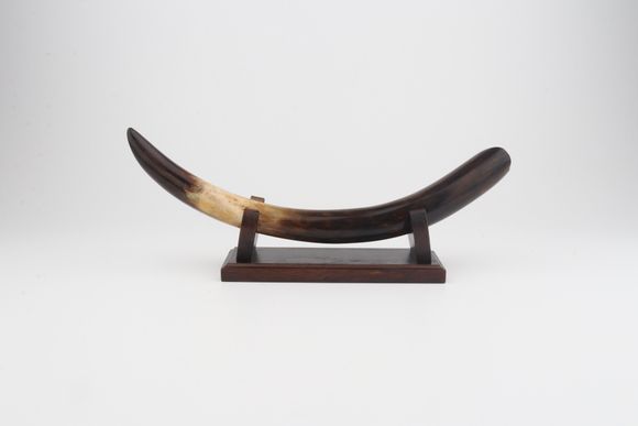 Restored woolly mammoth tusk