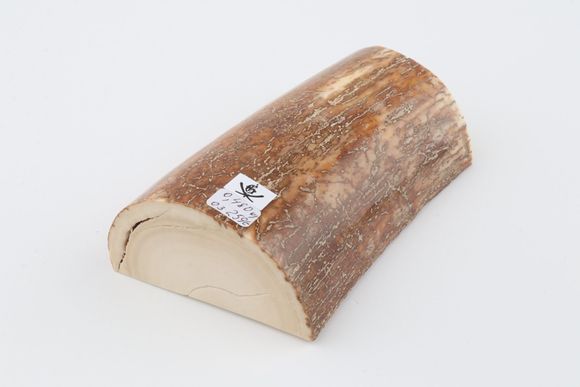 Natural mammoth tusk piece