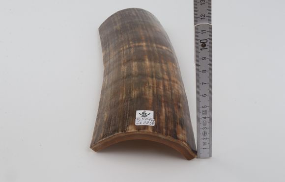 Brown-green mammoth bark