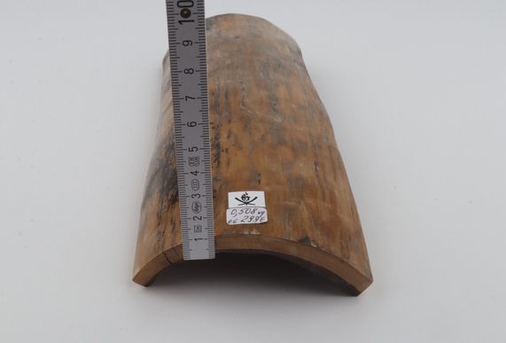 Beige mammoth bark