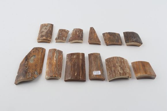 Natural mammoth bark pieces