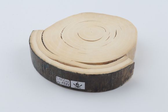 Round mammoth ivory piece