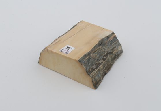 White mammoth ivory segment