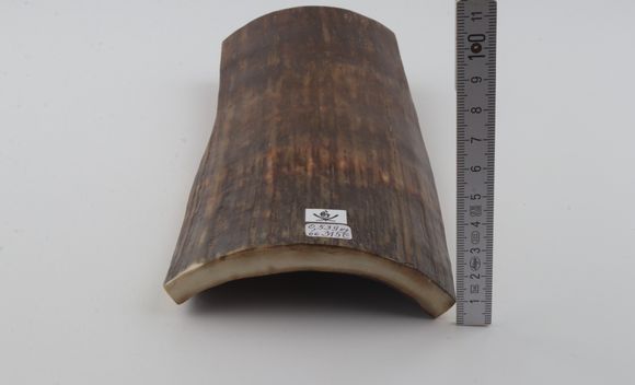 Brown-green mammoth bark