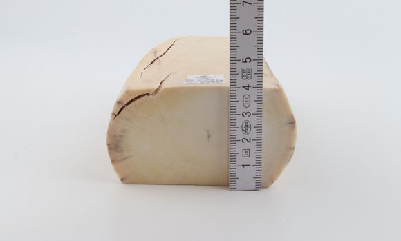 White mammoth ivory segment