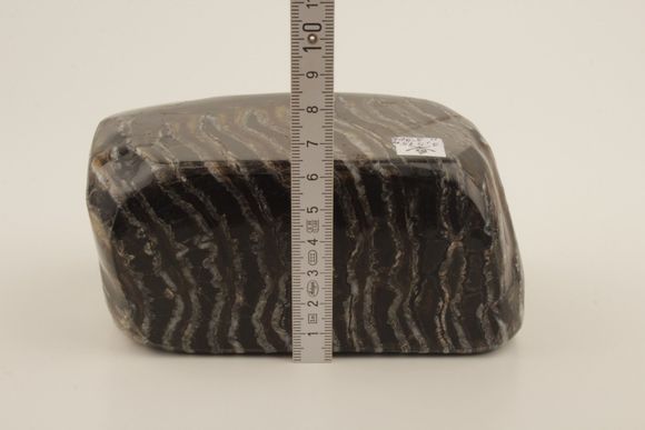 Stabilised mammoth molar 