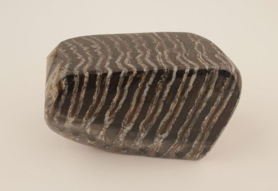Stabilised mammoth molar 