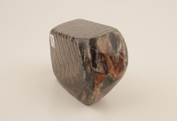 Stabilised mammoth molar 