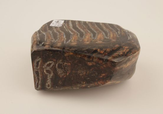 Stabilised mammoth molar 
