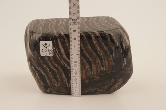 Stabilised mammoth molar 