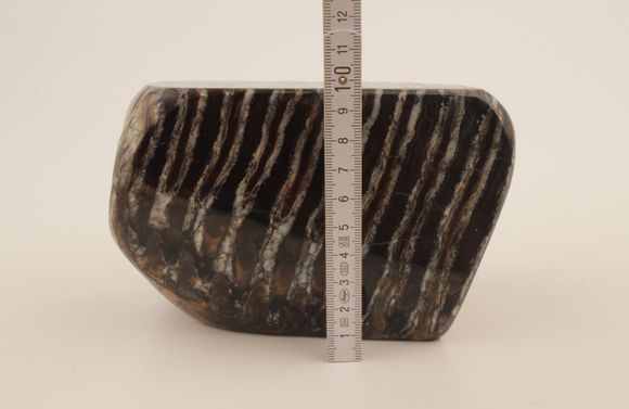 Stabilised mammoth molar 