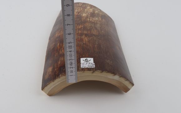 Brown-orange mammoth bark