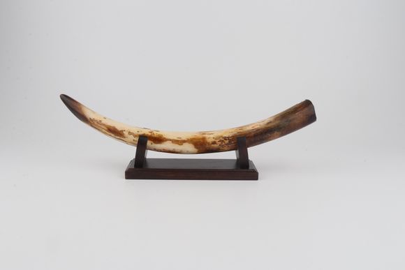 Restored woolly mammoth tusk