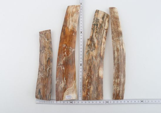 Natural woolly mammoth bark pieces