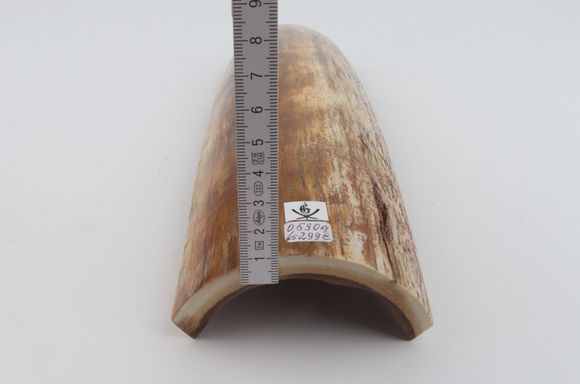 Beige-orange mammoth bark