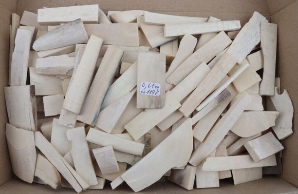 Raw white mammoth ivory offcuts