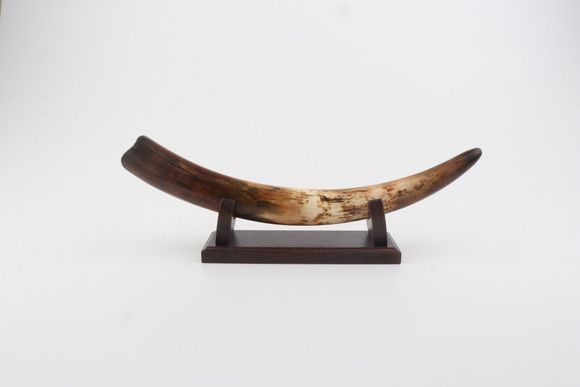 Restored woolly mammoth tusk