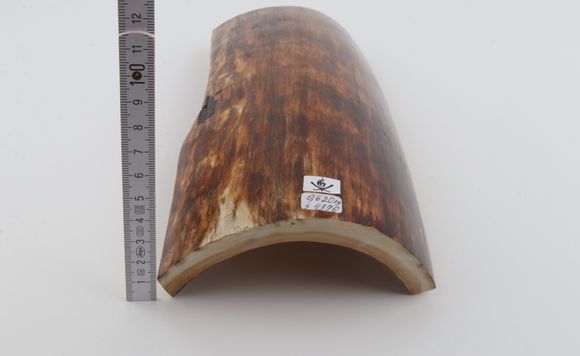 Brown-orange mammoth bark