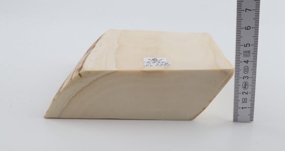 White mammoth ivory segment