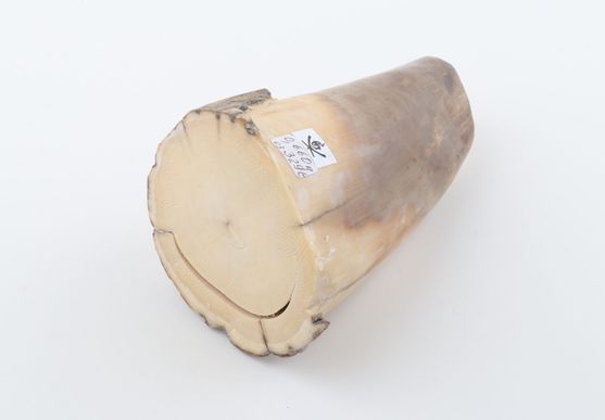 Round mammoth tusk piece