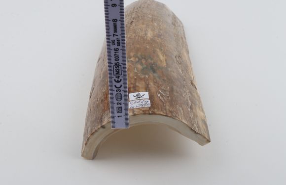 Beige mammoth bark
